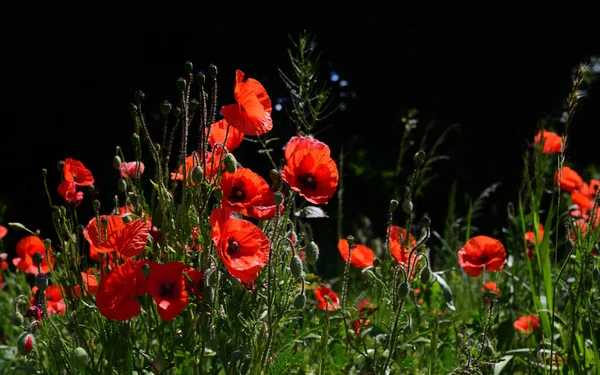 Kırmızı gelincikler çayırda, yatay formatta koyu bir arkaplanda parlar.