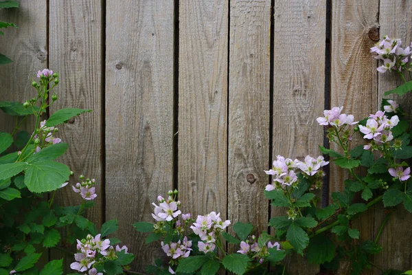 Tło Starą Drewnianą Ścianą Przed Którą Kwitnące Gałązki Jeżyn Rosną — Zdjęcie stockowe