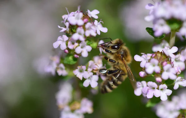 Zbliżenie Pszczoły Miodnej Zbierającej Pyłek Kwitnącej Rośliny Majeranku Maju — Zdjęcie stockowe