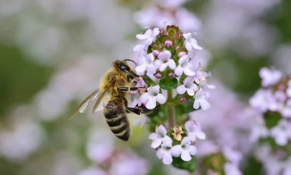 Egy Virágzó Majoránna Virágporát Begyűjtő Méhecske Közelsége Májusban — Stock Fotó