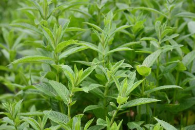 Baharda yeşil taze nane bitkilerinin olduğu bir tarla.