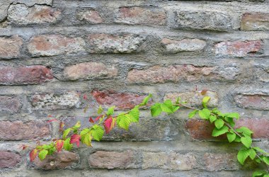 Önünde taze böğürtlen yaprakları ile bir dal büyüyen eski bir tuğla duvarın yakın plan ve arka planı