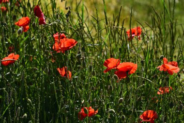 Kırmızı yabani mısır gelinciği çayırda güneş ışığında yetişir.