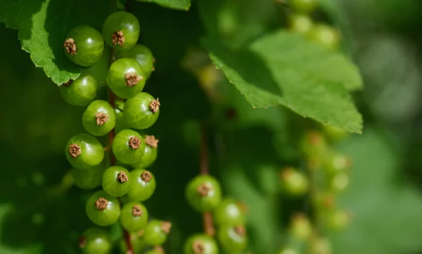 Close Green Unripe Currants Shrub Leaves Spring — Stock Photo, Image