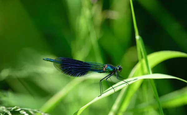 Close Blue Winged Dragonfly Sitting Blade Grass Nature — Stock Photo, Image