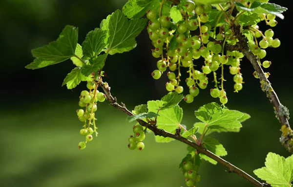 Baharda koyu arkaplanda yeşil, olgunlaşmamış frenk üzümü