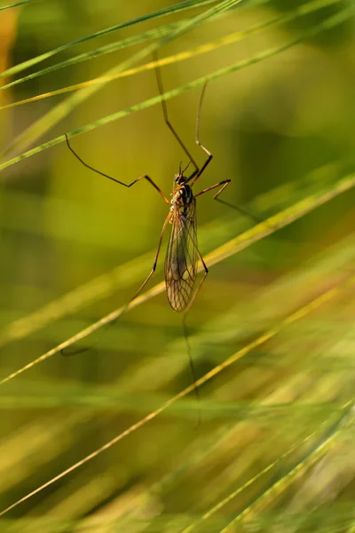 Mosquito Está Escondido Entre Espigas Imaturas Grãos — Fotografia de Stock