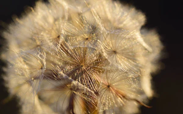 Close Dandelion Evening Dark Background Filigree Umbrellas — Stock Photo, Image