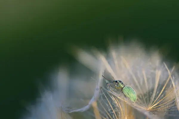 A small green beetle sits on an outdoor dandelion