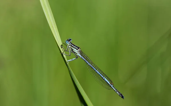 Närbild Blå Fjäder Trollslända Sitter Ett Grässtrå Naturen — Stockfoto