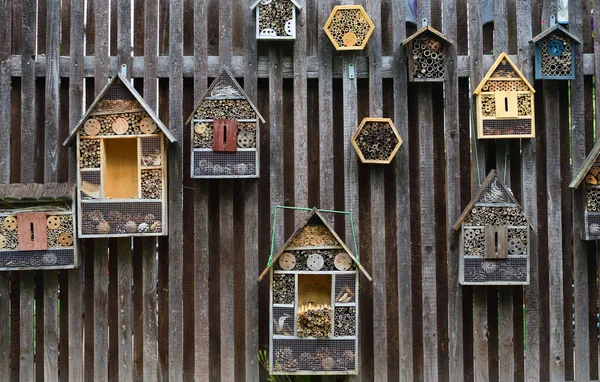 Tahta duvarda böcekler için çeşitli evler asılı.
