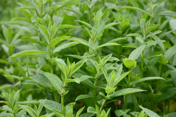 Baharda yeşil taze nane bitkilerinin olduğu bir tarla.