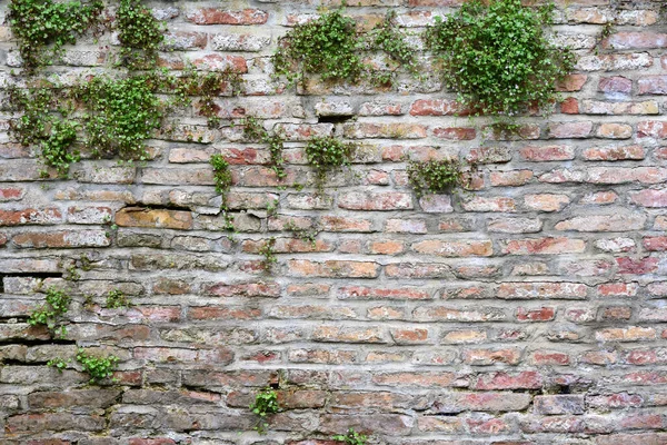 Zbliżenie Tło Starego Historycznego Muru Spalonych Cegieł Roślinnością — Zdjęcie stockowe