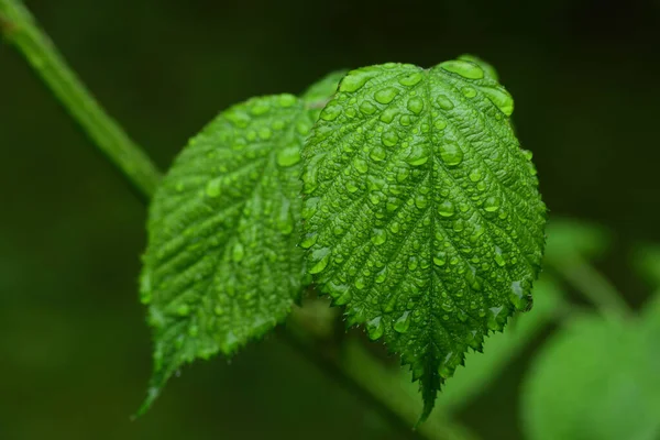 Close Green Leaves Full Drops Rain Freshness Nature — Stock Photo, Image
