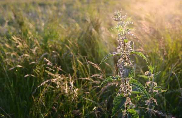 A nettle plant stands in the evening in the sunlight on a wild meadow