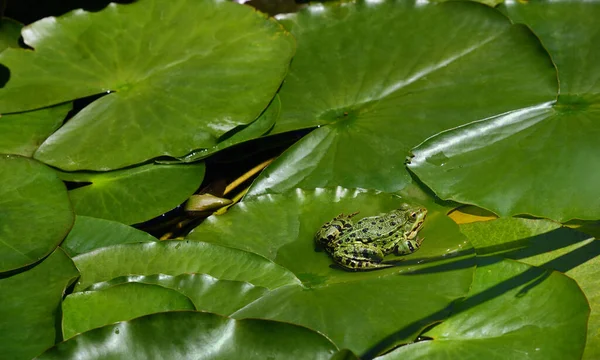 Ein Grüner Frosch Sitzt Auf Einem Lilienkissen Inmitten Anderer Grüner — Stockfoto