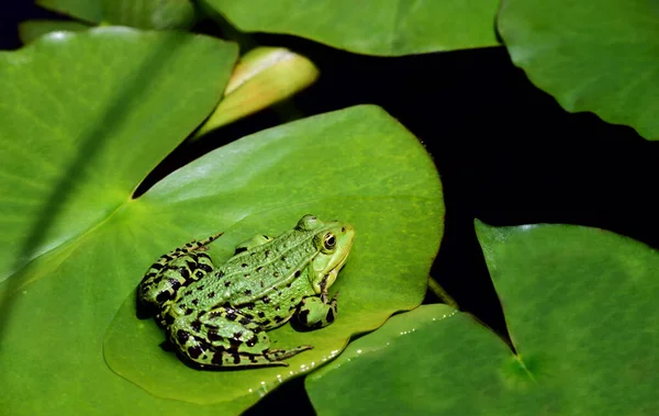 Green Frog Sitting Lily Pad Middle Other Green Leaves Pond — Stock Photo, Image