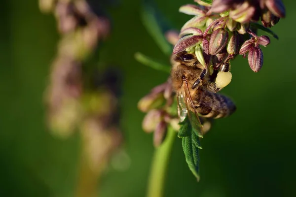 Small Honey Bee Collects Pollen Honey Canabis Flower — Stock Photo, Image