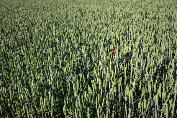 Yazın Gelişmemiş Bir Buğday Tarlasının Arka Planı Dokusu Tek Bir — Stok fotoğraf
