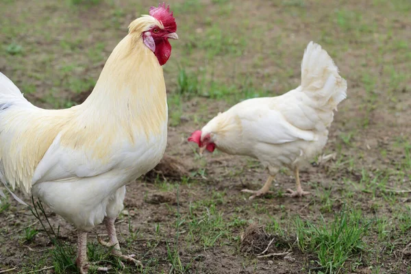 A white rooster and a white hen stand on an outdoor field