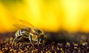 Bir bal arısı yazın polen için bir ayçiçeğine bakıyor.