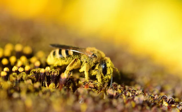 Egy Méhecske Napraforgót Keres Pollenért Nyáron — Stock Fotó