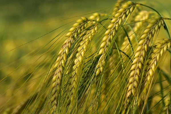 Akşam güneşinde tarlada taze mısır gevreği kulakları.