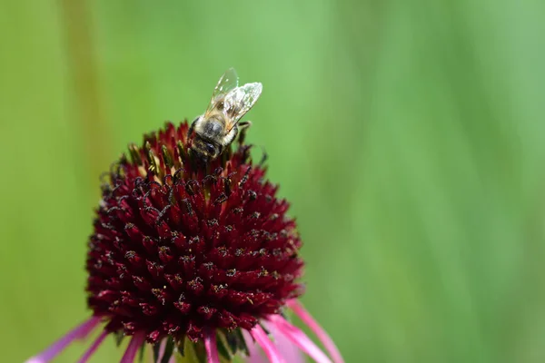 Detailní Záběr Včely Medonosné Hledající Potravu Červeném Jehličnanu — Stock fotografie