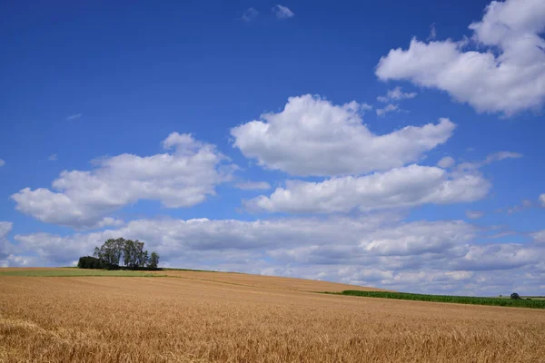 Under a blue sky with white clouds are fields and fields in summer in Bavaria