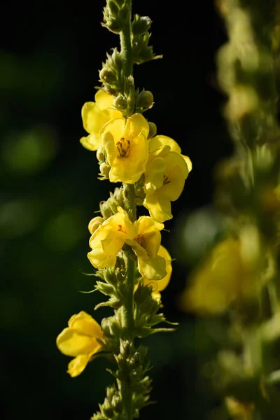 Zbliżenie Mulleina Żółtymi Kwiatami Naturze — Zdjęcie stockowe