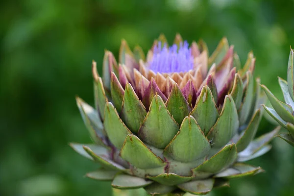 Una Alcachofa Verde Comienza Florecer Púrpura Jardín — Foto de Stock