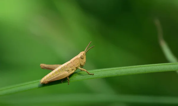 메뚜기의 수컷은 배경을 배경으로 — 스톡 사진