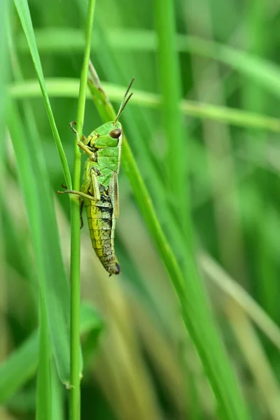 Female Green Grasshopper Sits Upright Grass Meadow Well Camouflaged — Stock Photo, Image