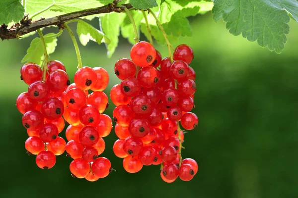 Ribes Rosso Luminoso Appendere Controluce Uno Sfondo Verde Con Spazio — Foto Stock