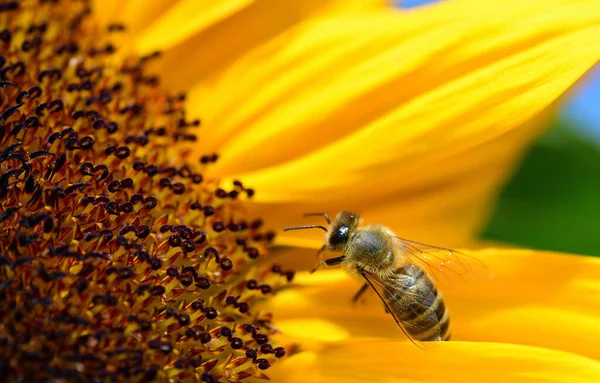 Close Honey Bee Looking Food Sunflower — Stock Photo, Image