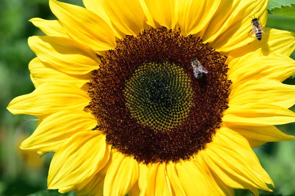Желтый Подсолнух Расцветает Зеленом Фоне Природе Пчелами — стоковое фото