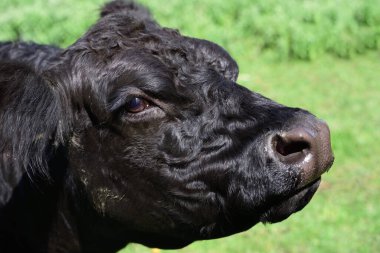 Genç siyah bir Angus sığırı çayırda duruyor ve kameraya bakıyor.