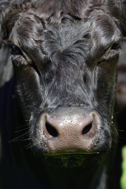 Siyah genç bir Angus sığırı kameraya bakar ve burnunu portre şeklinde gösterir.