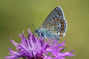 Küçük mavi bir kelebek yazın yeşil arka planda leylak çiçeğinin üzerinde oturur.
