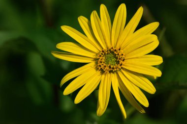 Sarı, parlak, küçük bir ayçiçeğinin yakın plan çekimi. Yazın açık alanlı yeşil arkaplana karşı.