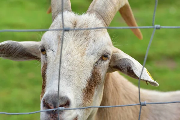 Una Cabra Blanca Con Cuernos Mira Través Una Rejilla Alambre — Foto de Stock