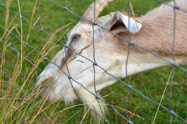 Fecho Uma Cabra Com Chifres Comendo Grama Outro Lado Cerca — Fotografia de Stock