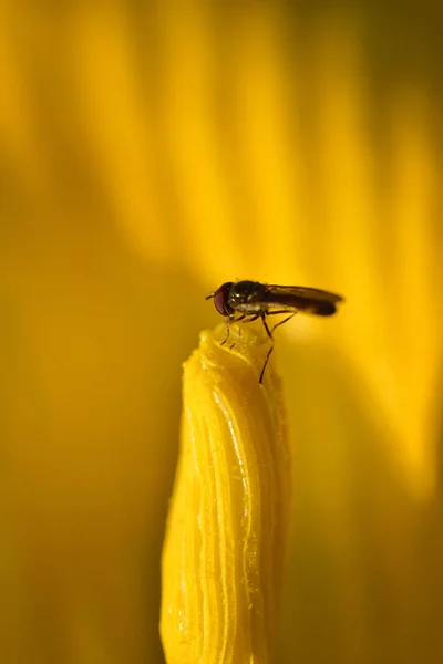 Pequeno Hoverfly Senta Pistilo Uma Flor Abóbora Relaxa — Fotografia de Stock