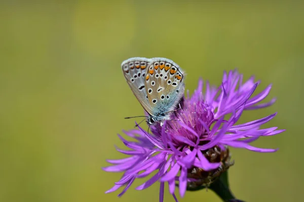 Una Pequeña Mariposa Azul Sienta Sobre Una Flor Lila Frente —  Fotos de Stock
