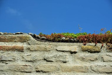 Arkaplanda mavi gökyüzüne karşı büyüyen bitkilerin olduğu taş bir duvar var.