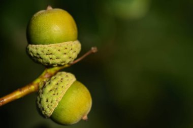 Sonbaharda yeşil arka planda iki yeşil meşe palamudu yakın plan