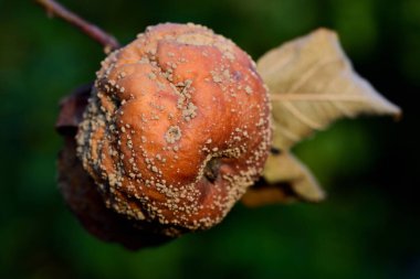 Çürük bir elmanın, yeşil arkaplanın önündeki ağaca yakın çekimi.