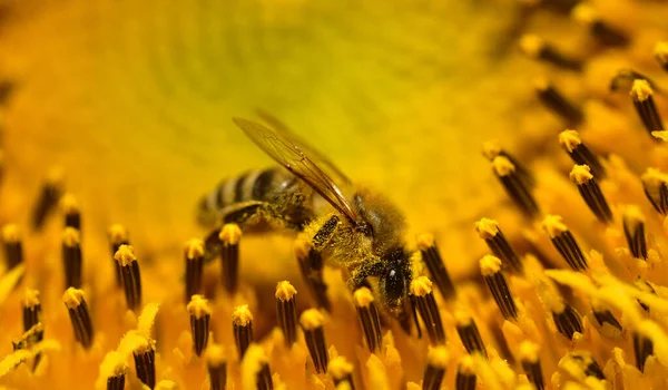 Крупный План Пчелы Сидящей Пыльцой Желтом Блестящем Подсолнухе Летом — стоковое фото