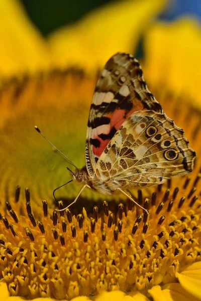 Крупный План Подсолнечника Пыльцой Лепестками Которых Летом Сидит Красочная Бабочка — стоковое фото