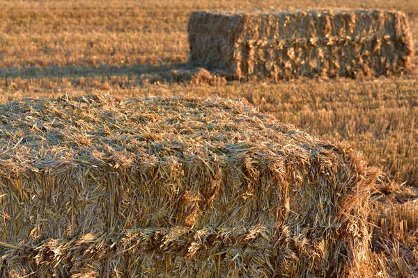 Čtvercové Balíky Slámy Leží Sklizeném Pšeničném Poli Podzim Večerním Slunci — Stock fotografie